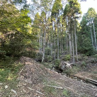 広い道へ進んでしまう習性があるので、
危うく左に行きかけましたが、左が登山道