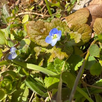 オオイヌノフグリ。