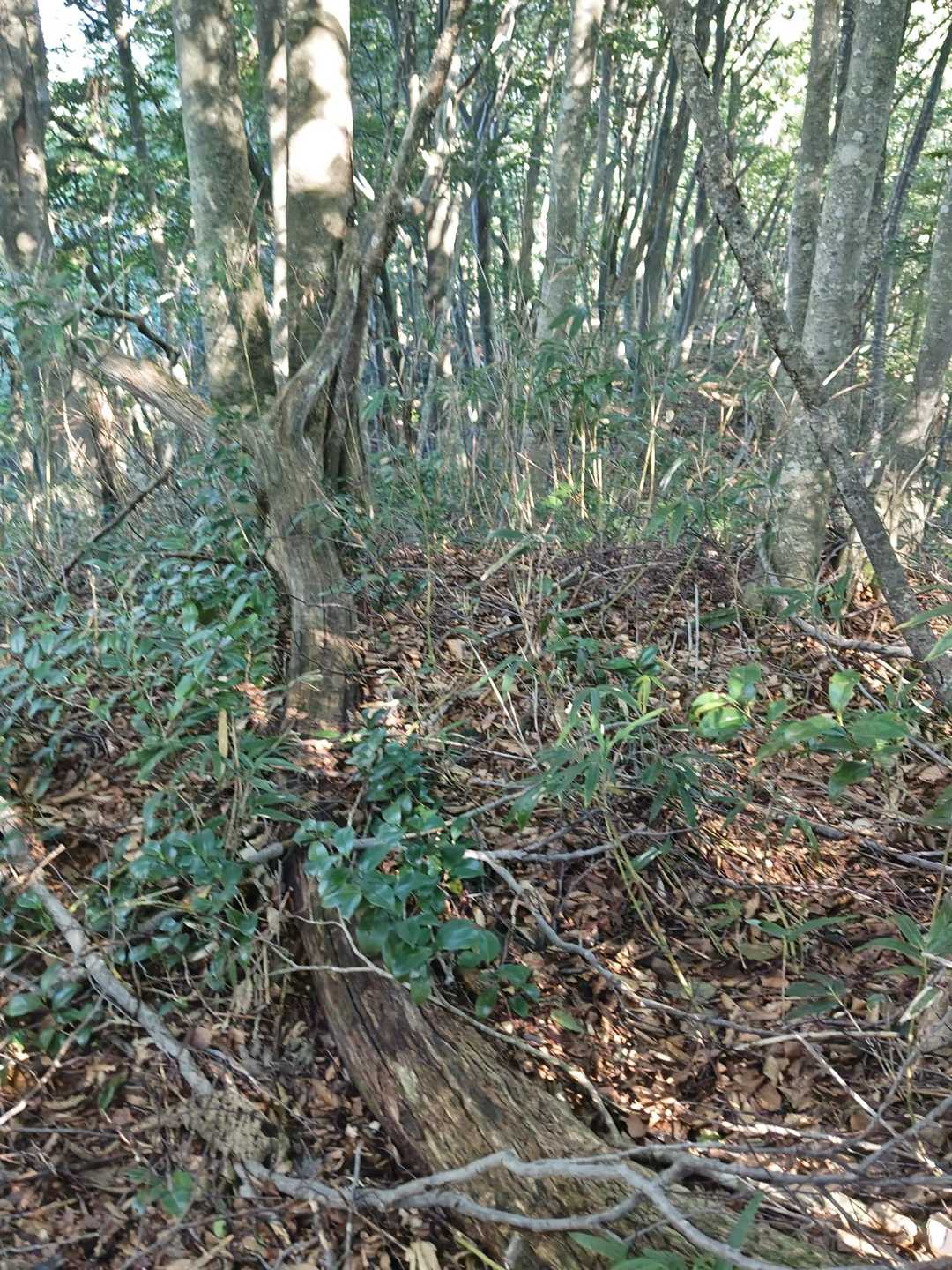 藪だけど、ここから尾根が見えてます🎶
復路はこちらから下山しよう🎶