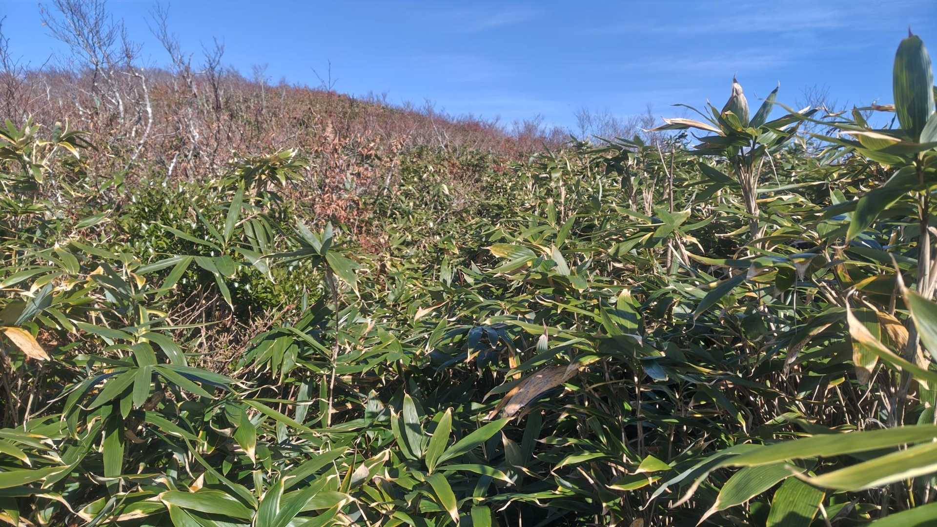 薮の中に登山道