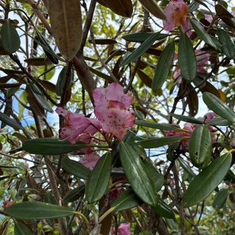 終わりかけの花