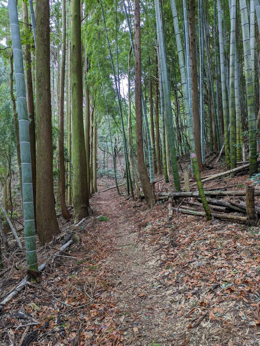 鍛治ヶ峰登り口-津乃峰山-鍛治ヶ峰 周回コースの写真