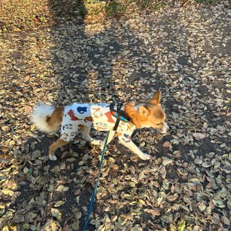 今日もたくさん歩いてくれてありがとう！！