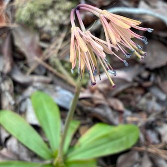 黄色っぽいショウジョウバカマ。