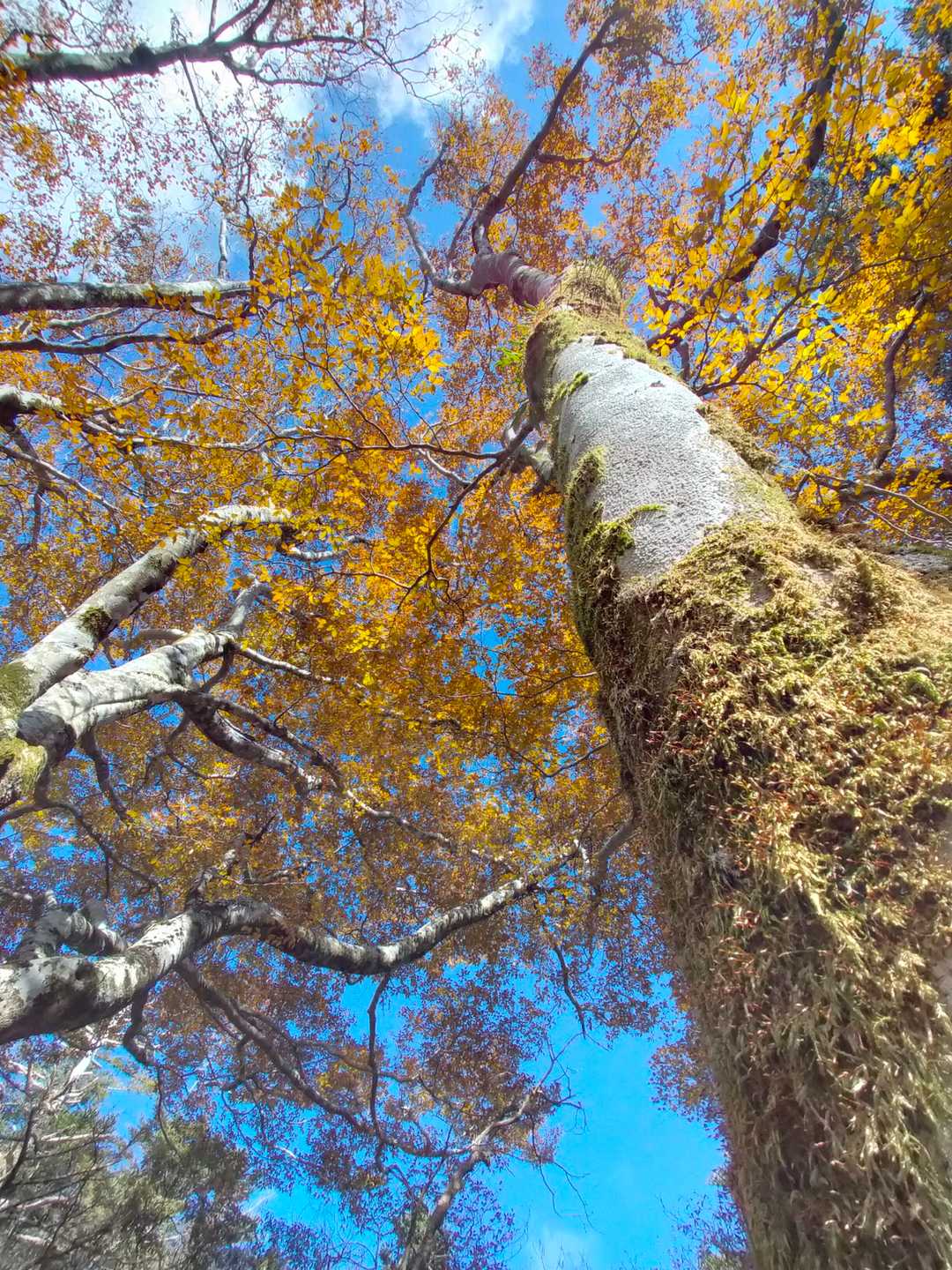 大座礼山登山口-井野川越-大座礼山-大田尾越 周回コースの写真