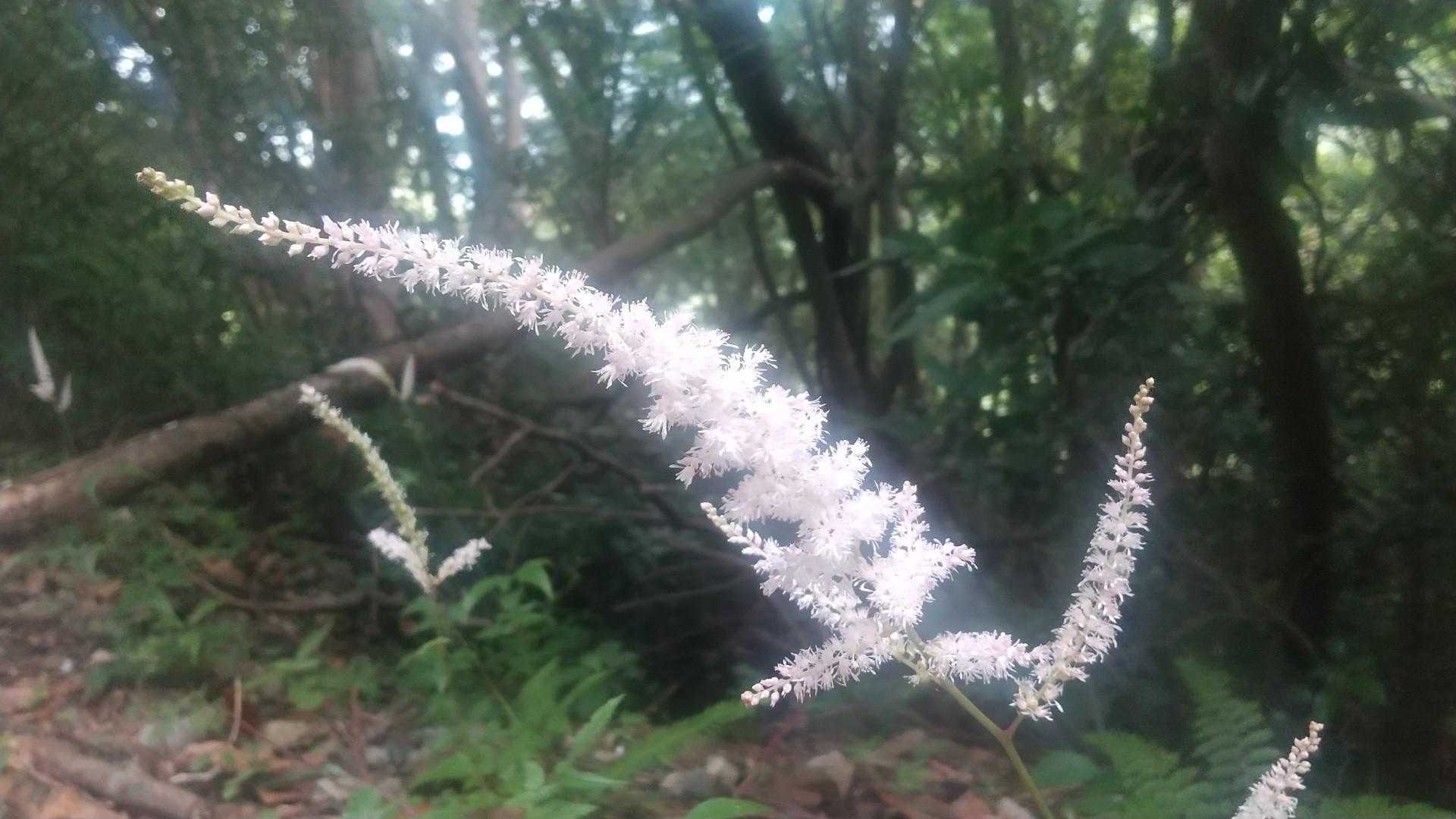暑いのに涼しげですね✨