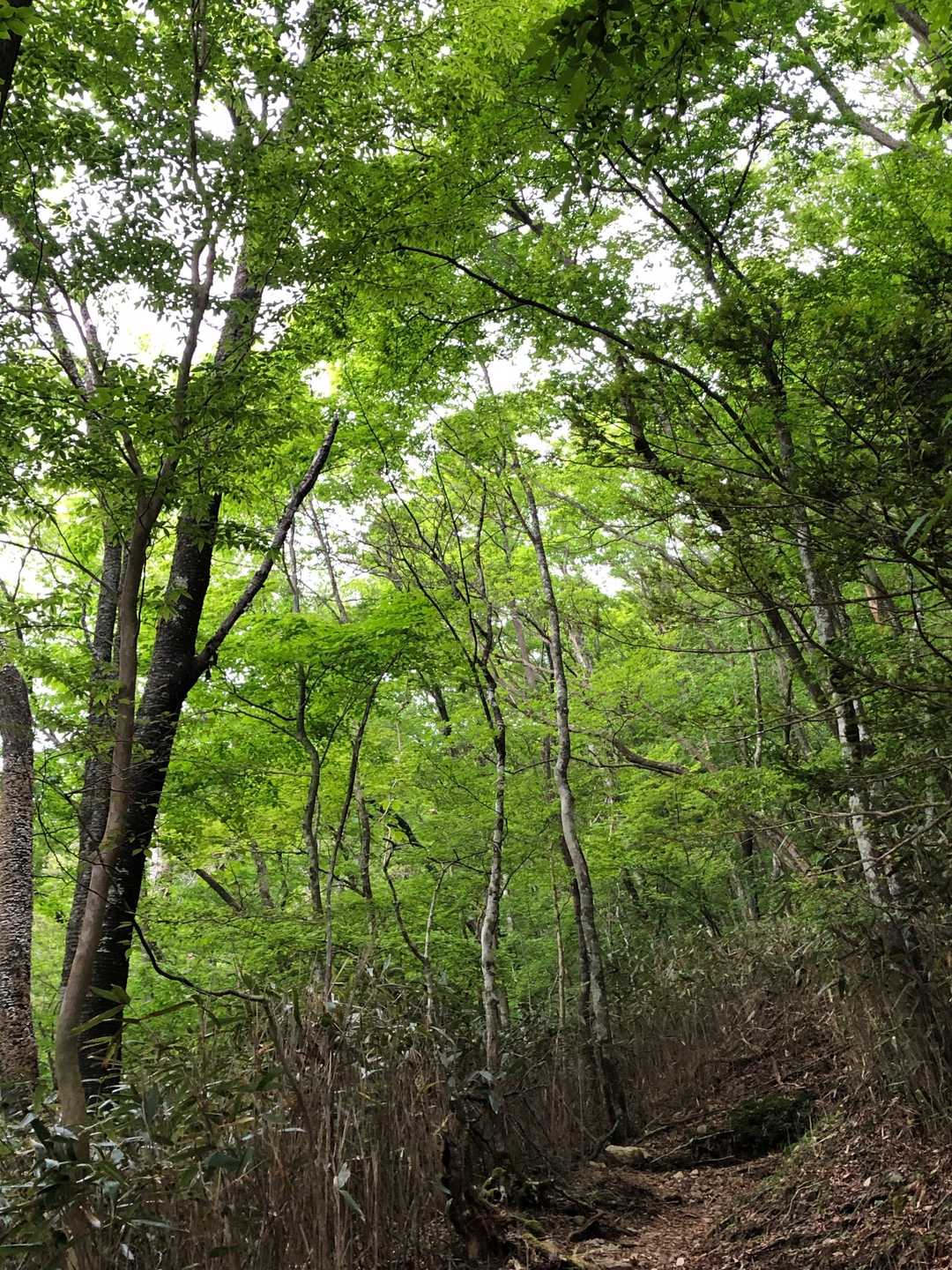 新緑が眩しい