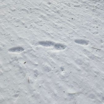 テンの足跡🐾らしい…