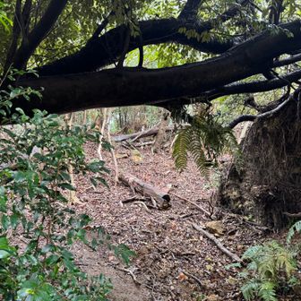紀泉アルプス・飯盛山・ボンデン山 倒木を潜ります〜
多分155cmくらい。
私は屈まずに通れました😆
