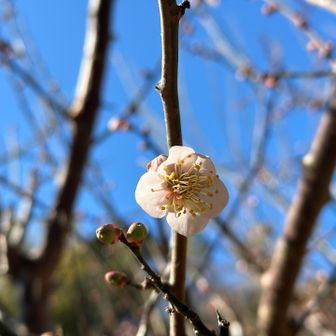 春の訪れ