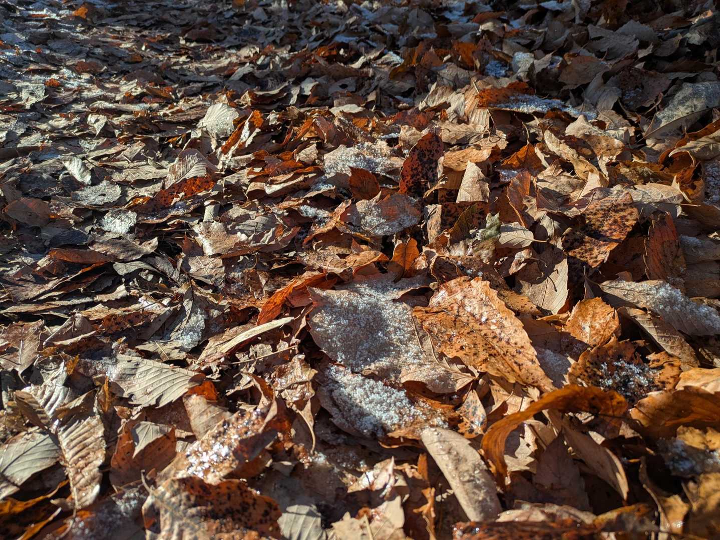 落ち葉🍂は霜で雪化粧❄️