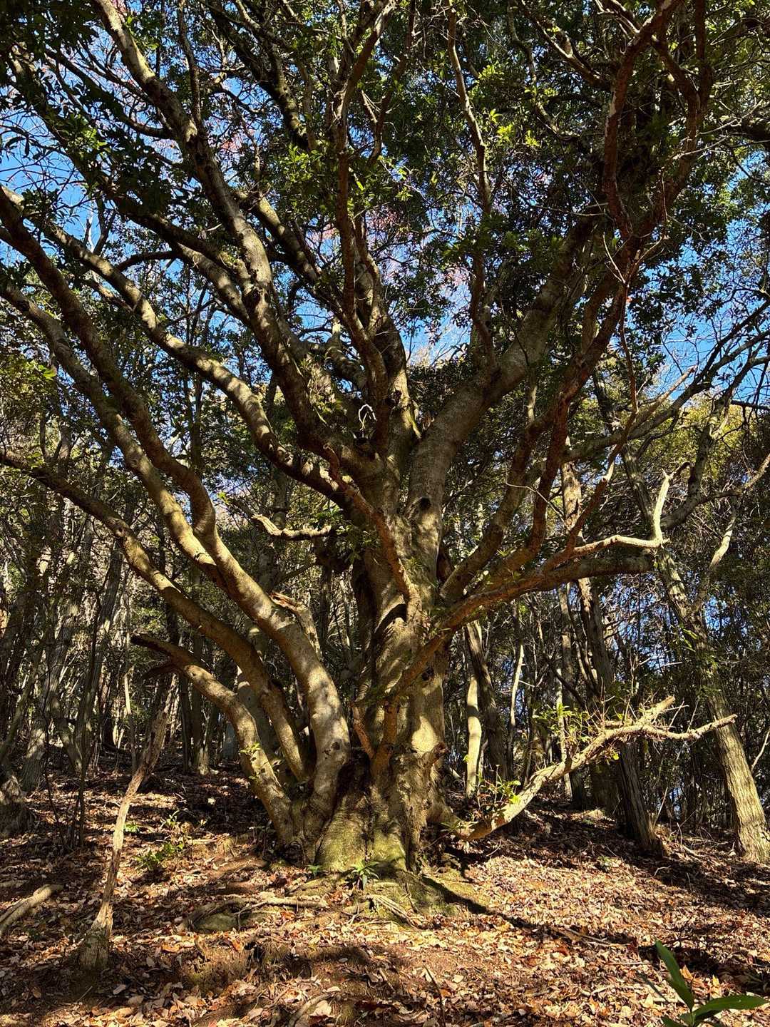 かっこいい木🌲