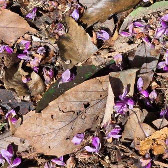 紫色の花がたくさん落ちてました
クズかな？ハギの仲間かな？
あたりを見回したけどわからなかった
どちらも秋の七草ですね