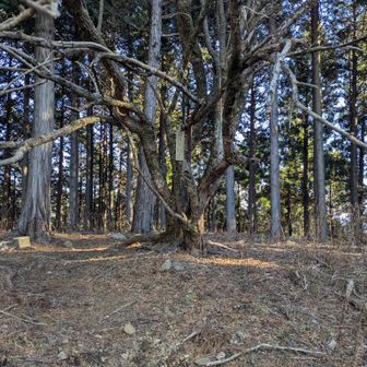 本日2回目（3回目かも）の浅間山