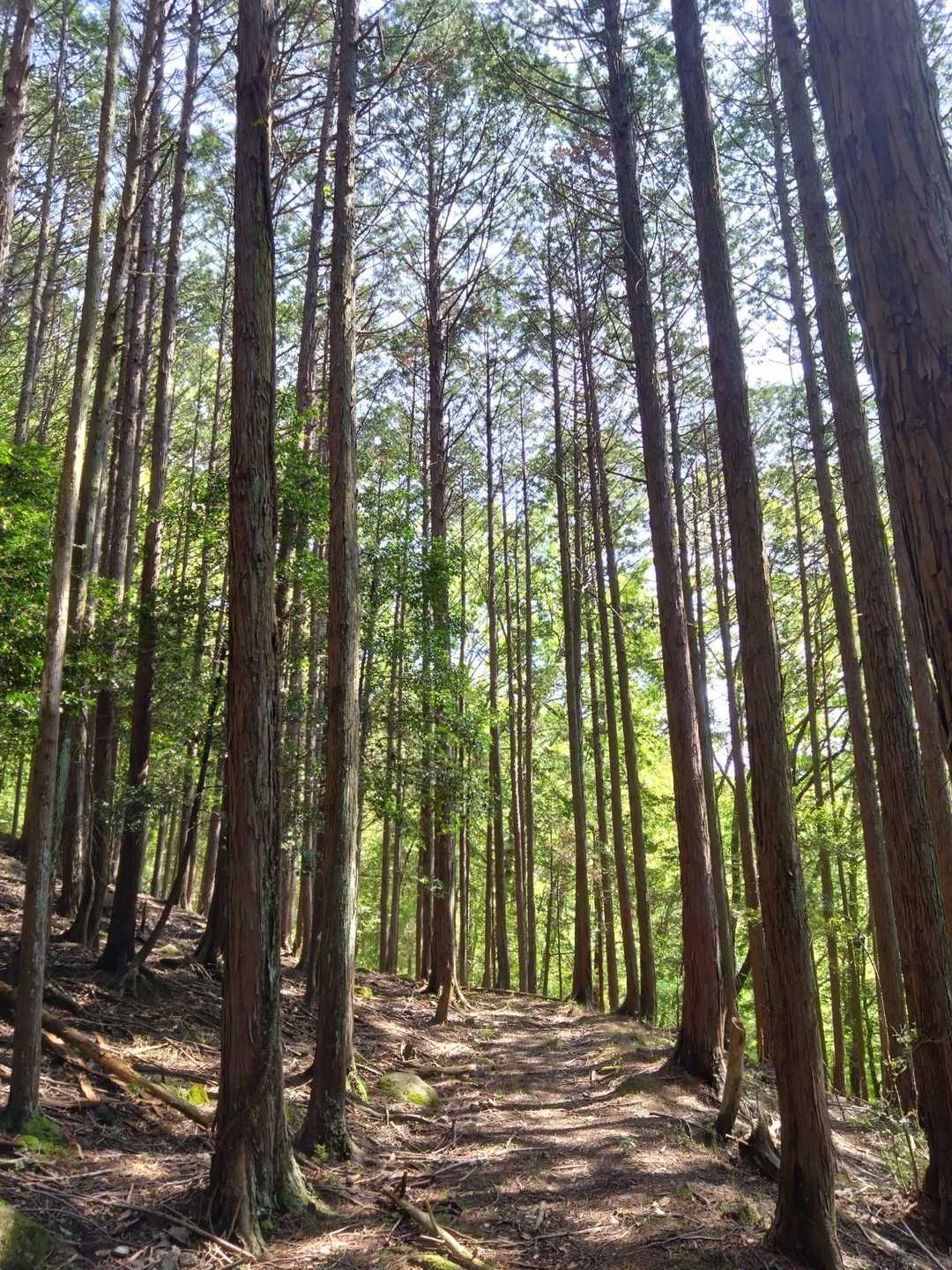 途中杉や檜の林を通り抜けて行く🌳🚶