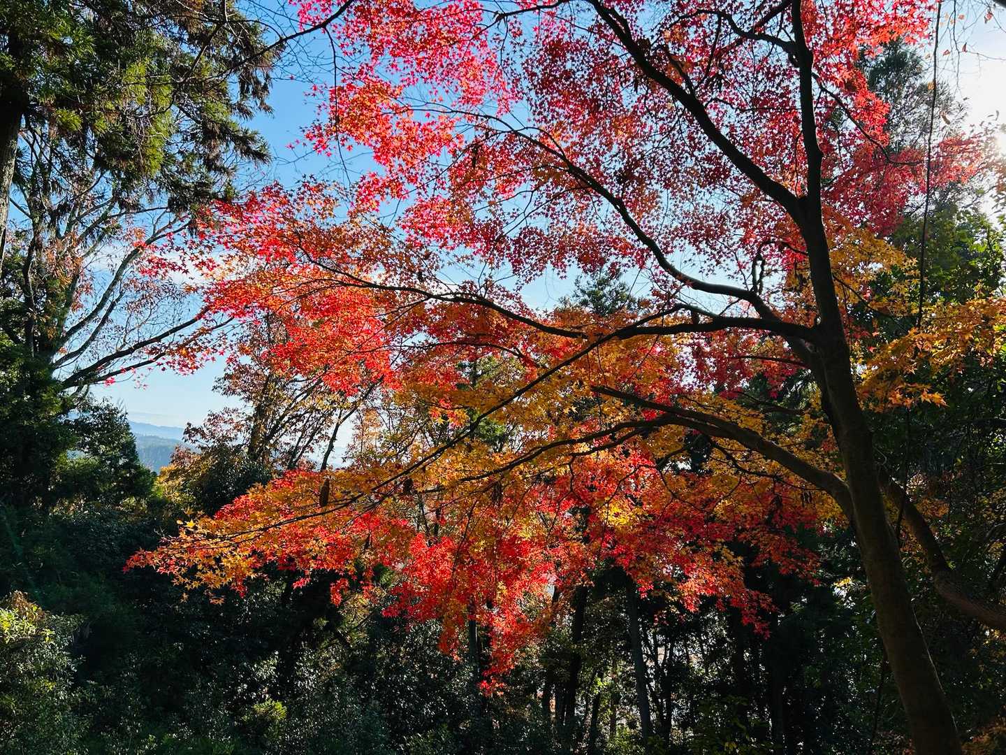 清滝バス停-愛宕山-水尾登山口 縦走コースの写真
