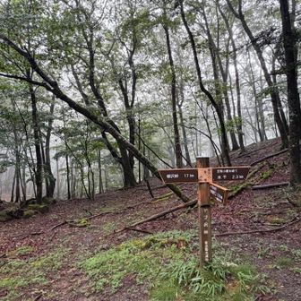 ヤブ沢峠
雨は少し小降りになってきたけど真っ白😁
笠取小屋のおじさんの軽トラが下りてきました。今日は雨だから小屋閉めて帰るって言ってました