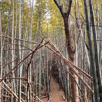 不意に現れる竹林が好きです