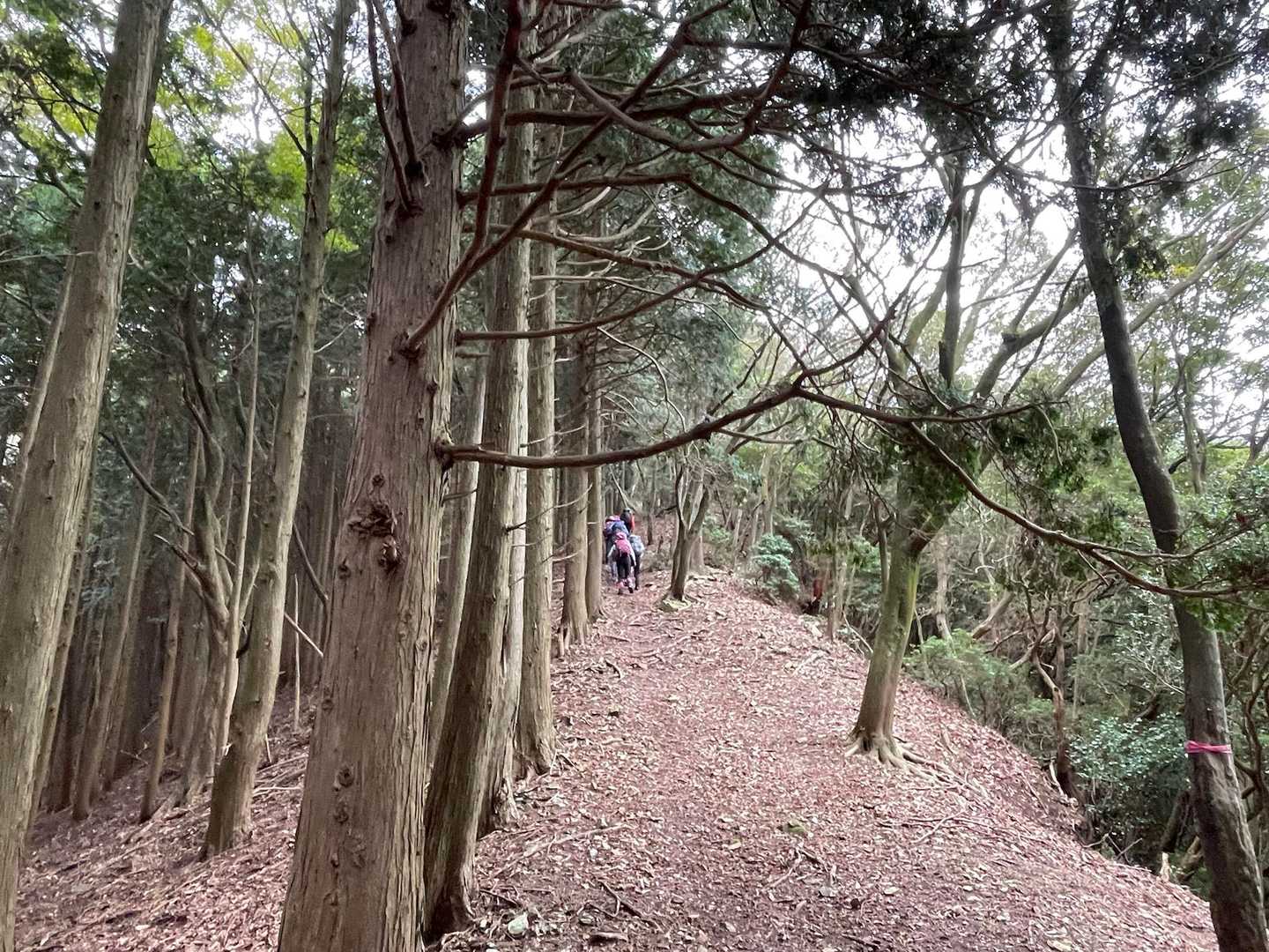 まだまだ気持ちの良い道