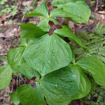 🟤エンレイソウ