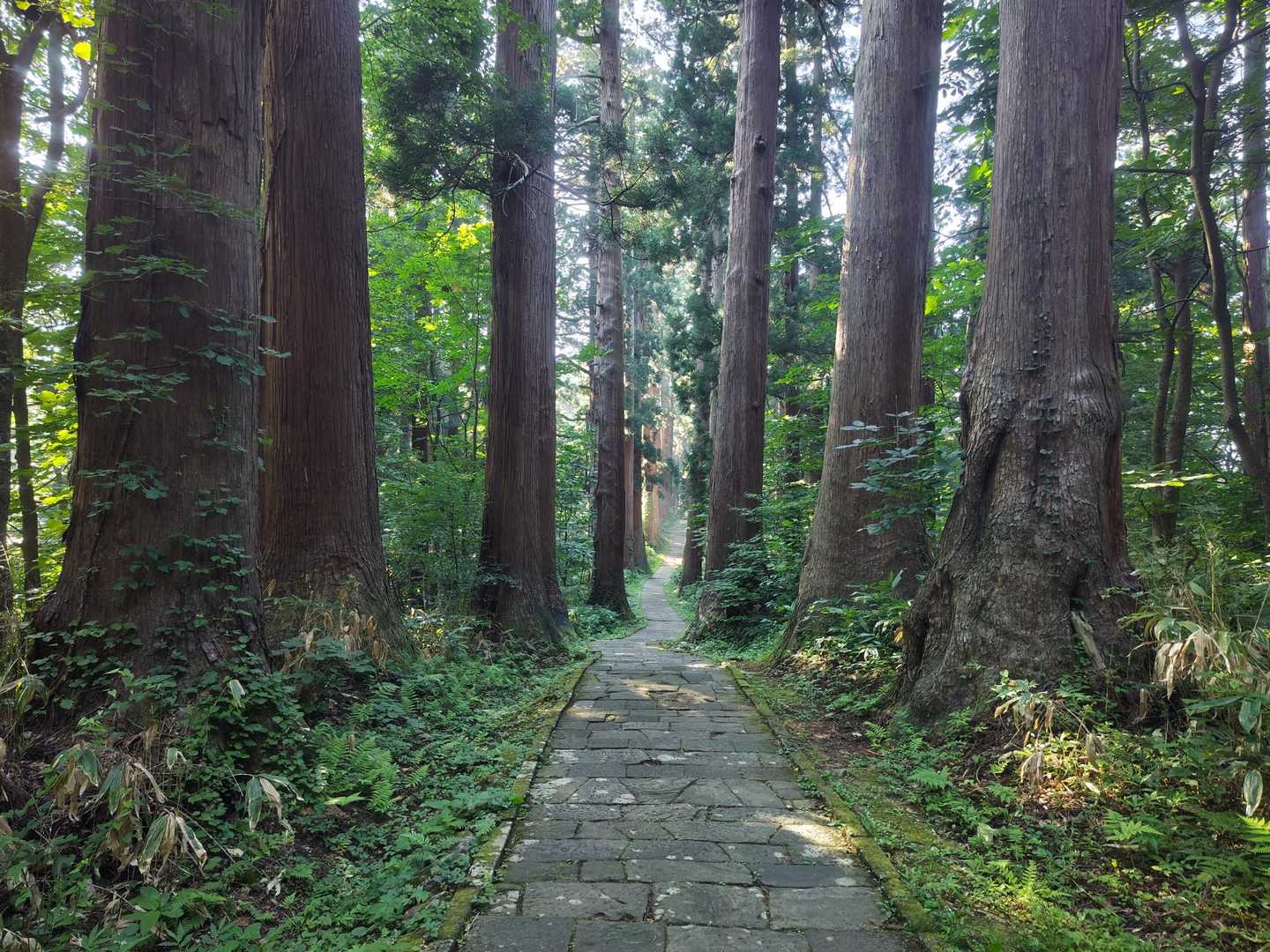 杉並木の表参道を戻っていく
