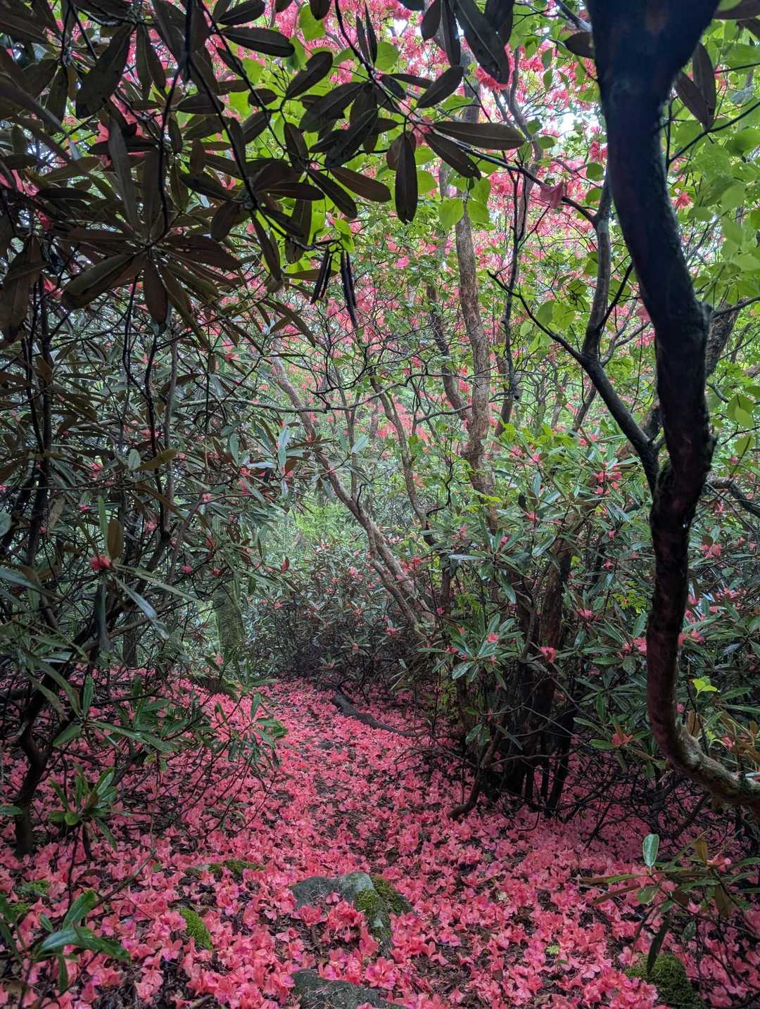 高月山 往復コースの写真
