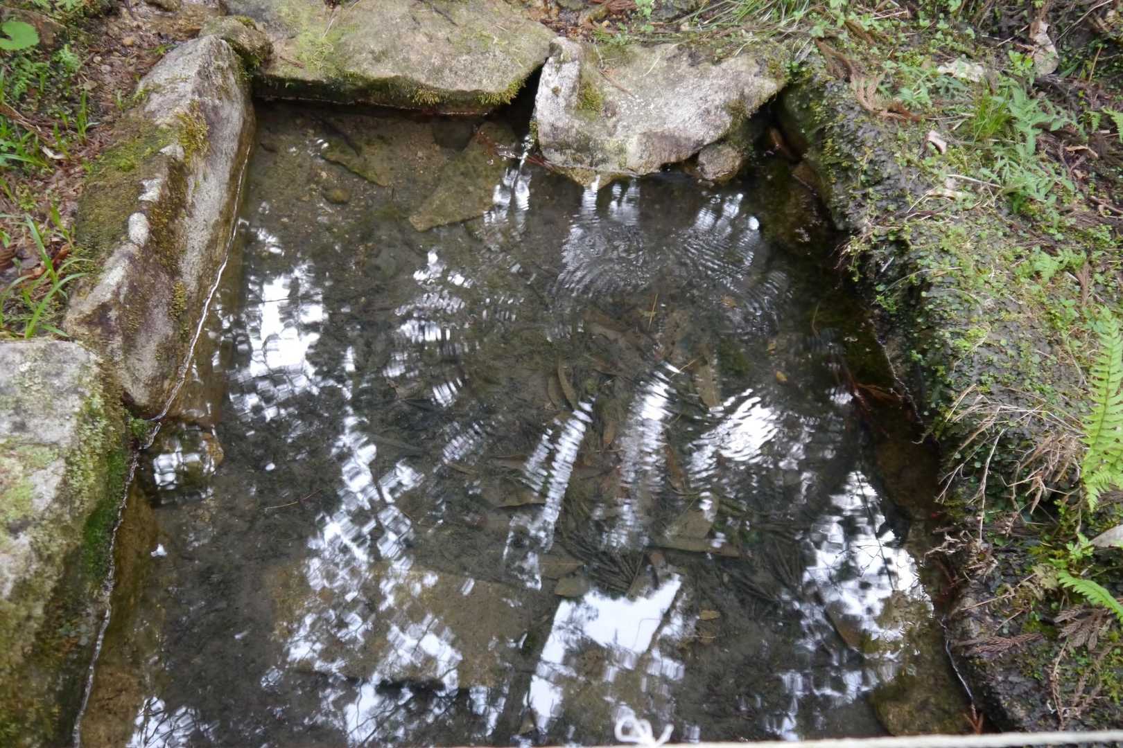 禊の井戸と呼ばれる神聖な水場。コンコンと湧いてくる水には山椒魚が。