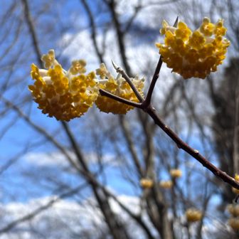 ミツマタウェーブにのり遅れないように