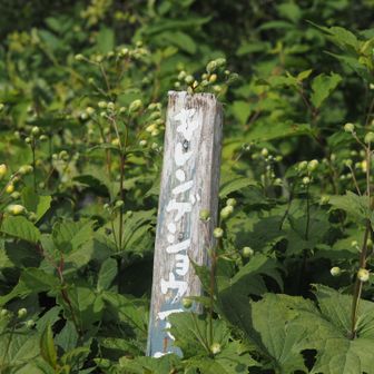 ヒュッテ前のキレンゲショウマは、全部蕾でした！