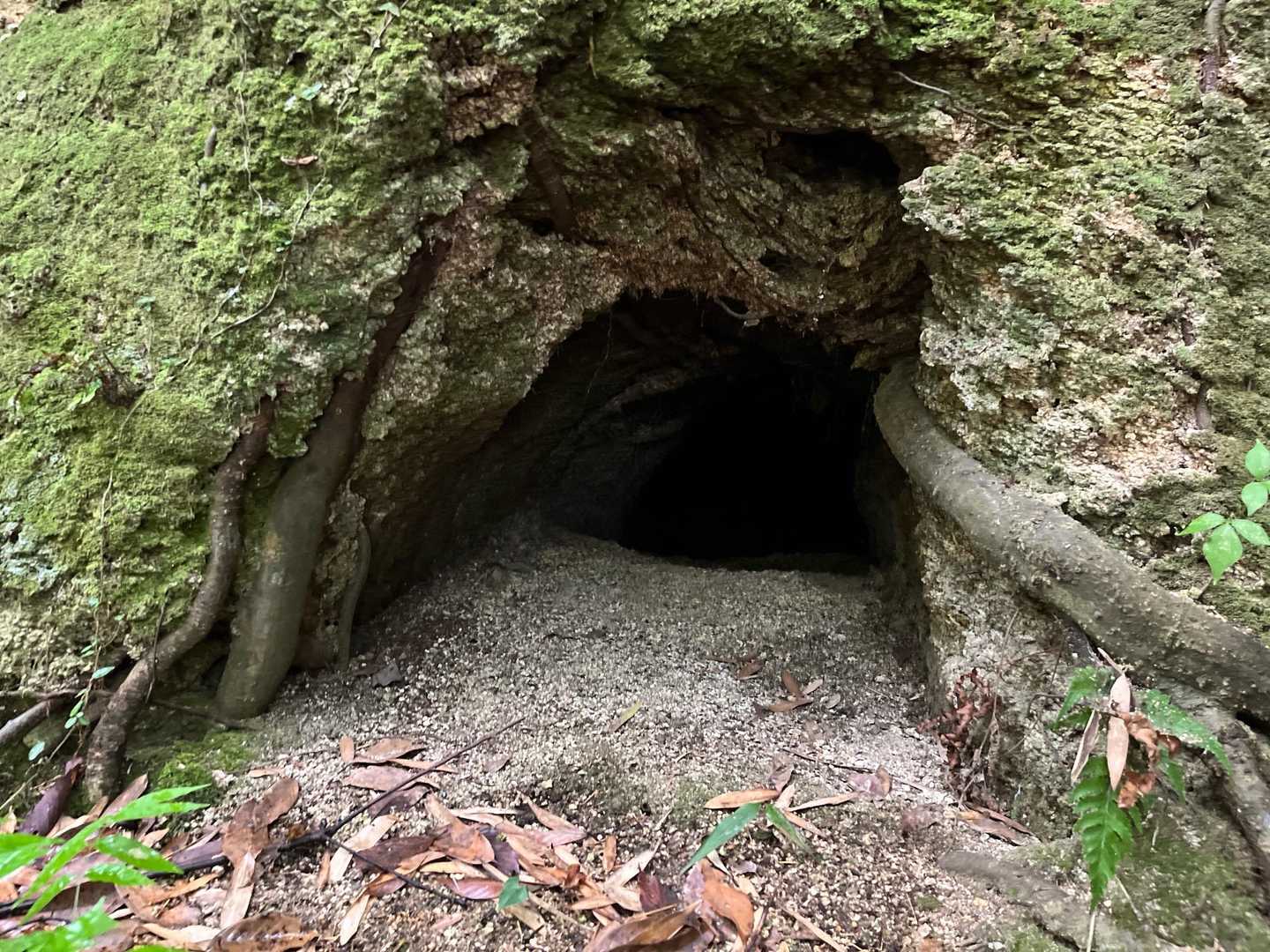 また穴。何かの巣？