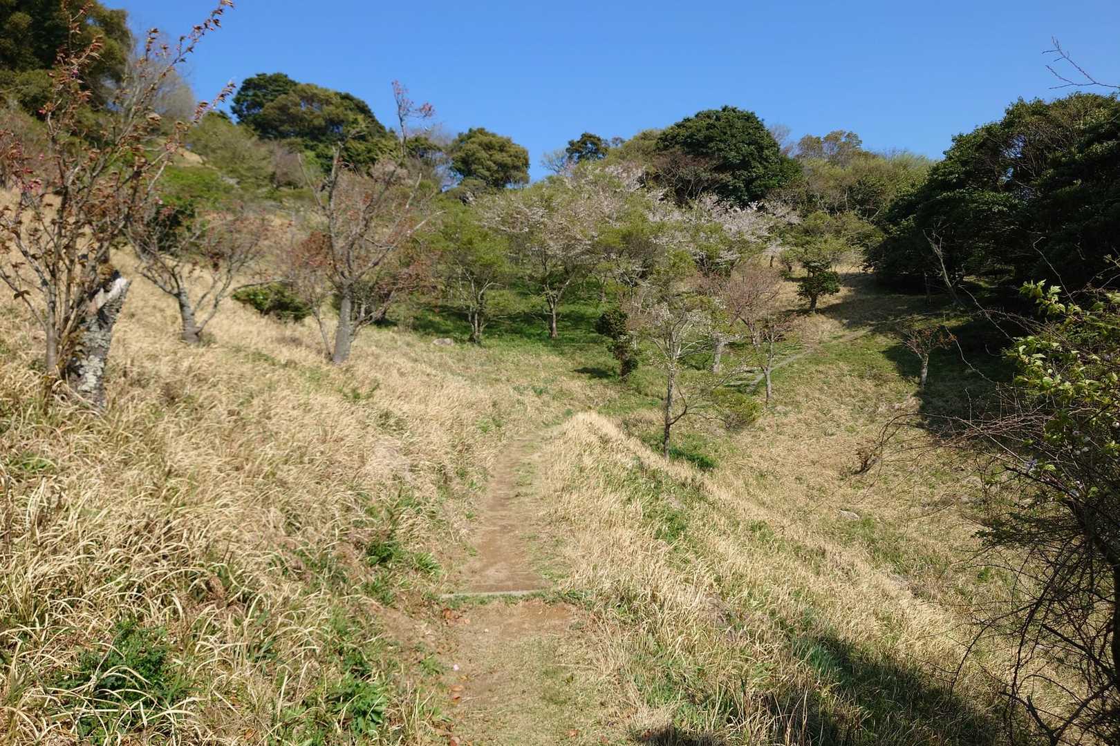 桜は葉桜になっています。
