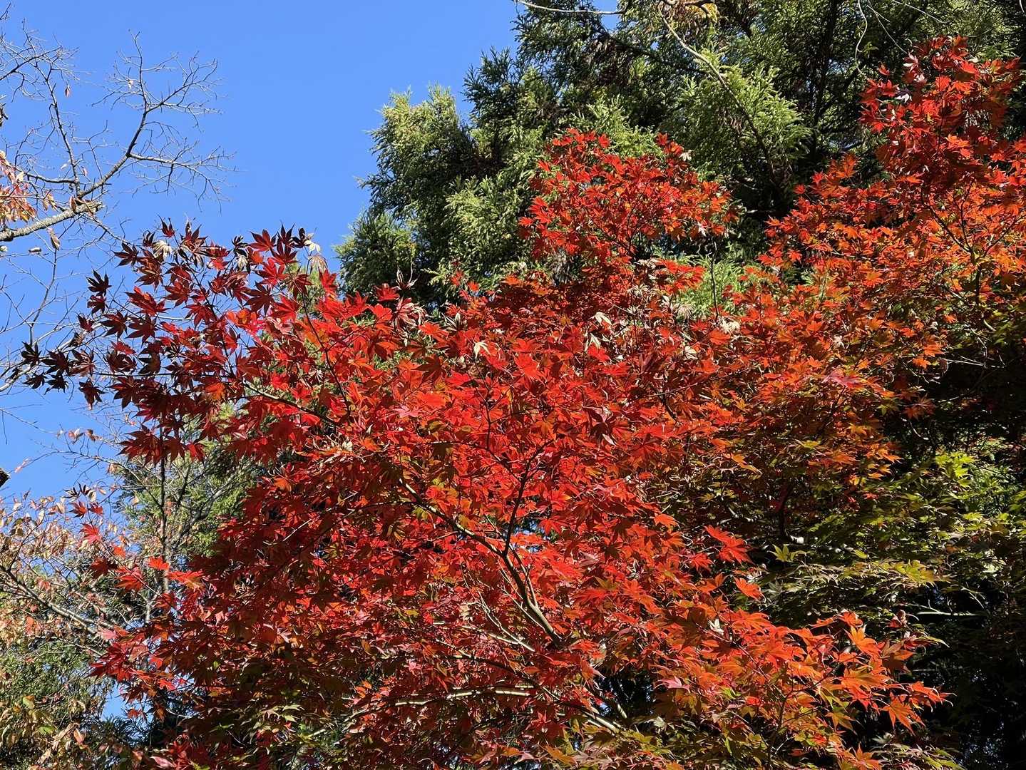 紅葉③(紅葉台)