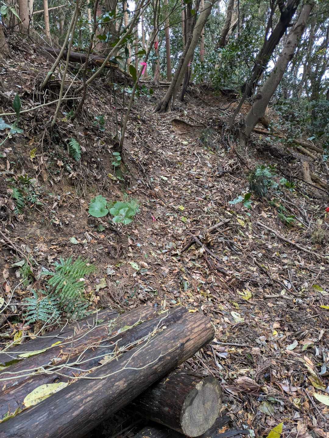 対馬見山からの下りは角度がキツイ
分岐に壊れたベンチがあって、そこから真ん中にあるテープを頼りに進む
この場所がまさに間違えるところとしてYAMAPに出ていた箇所‼️
ここまでコメント残してくれてた方々ありがとう✨