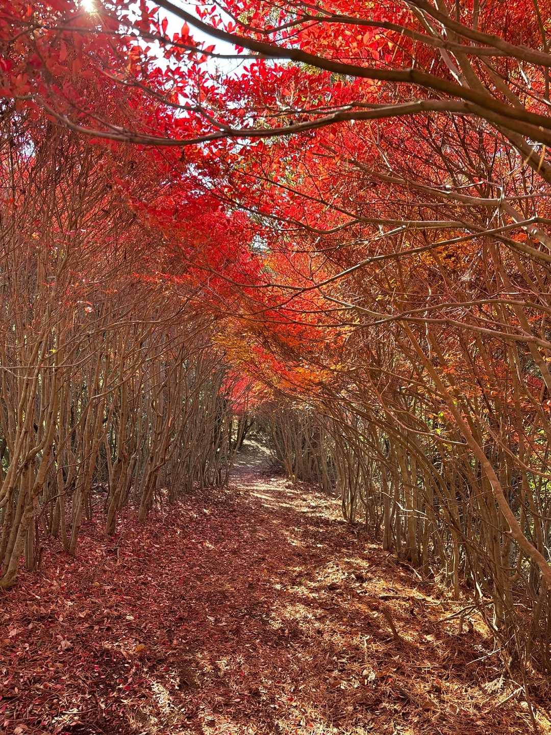 ドウダンツツジ見物に岩石山へ😆 / sekichuu0216（せきちゅう）さんの