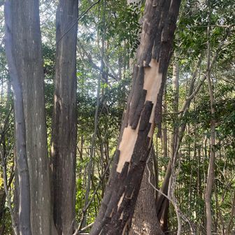 ブロック状にキレイに剥がれてます