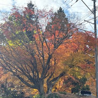 盛りは過ぎたとはいえ
駐車場には鮮やかな紅葉

今日は大混雑している千如寺🍁の駐車場を仰ぎ見る
