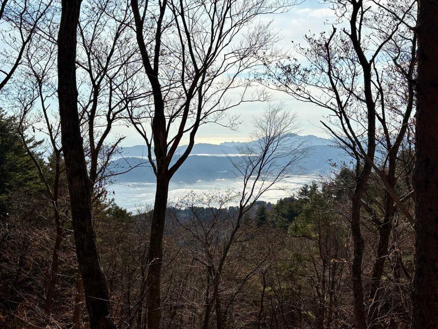 木々の間から海💙✨