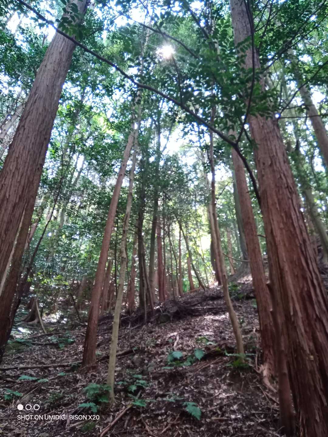 村積山 往復コースの写真