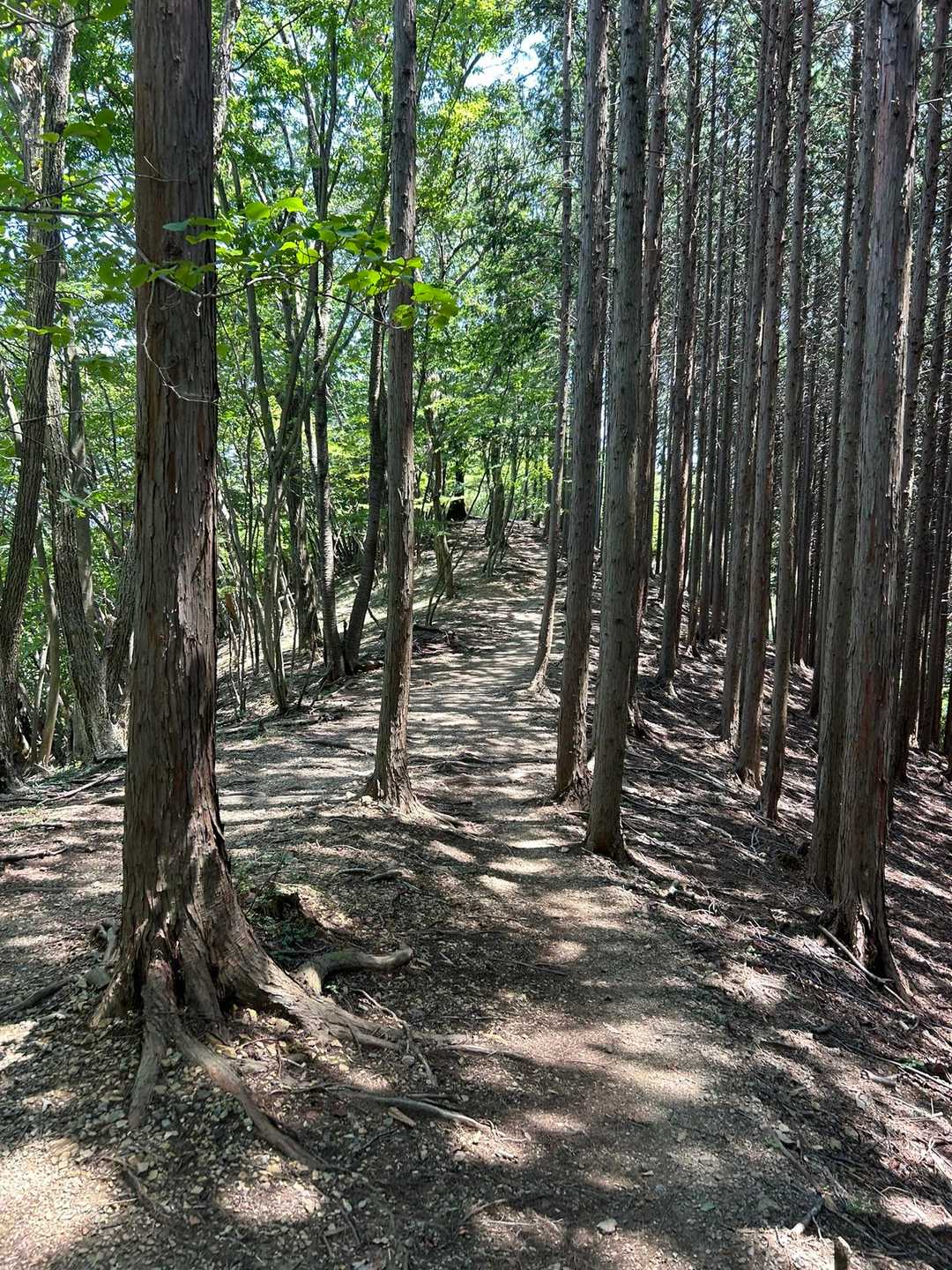 滝ノ平尾も意外と涼しかった😊