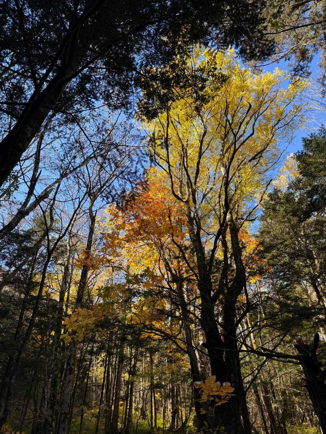 紅葉🍁は下の方が見ごろ😊
