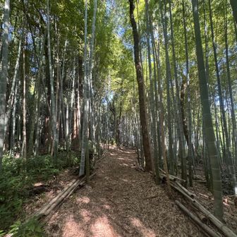 竹林の中を進みます🎋蚊が多い🦟