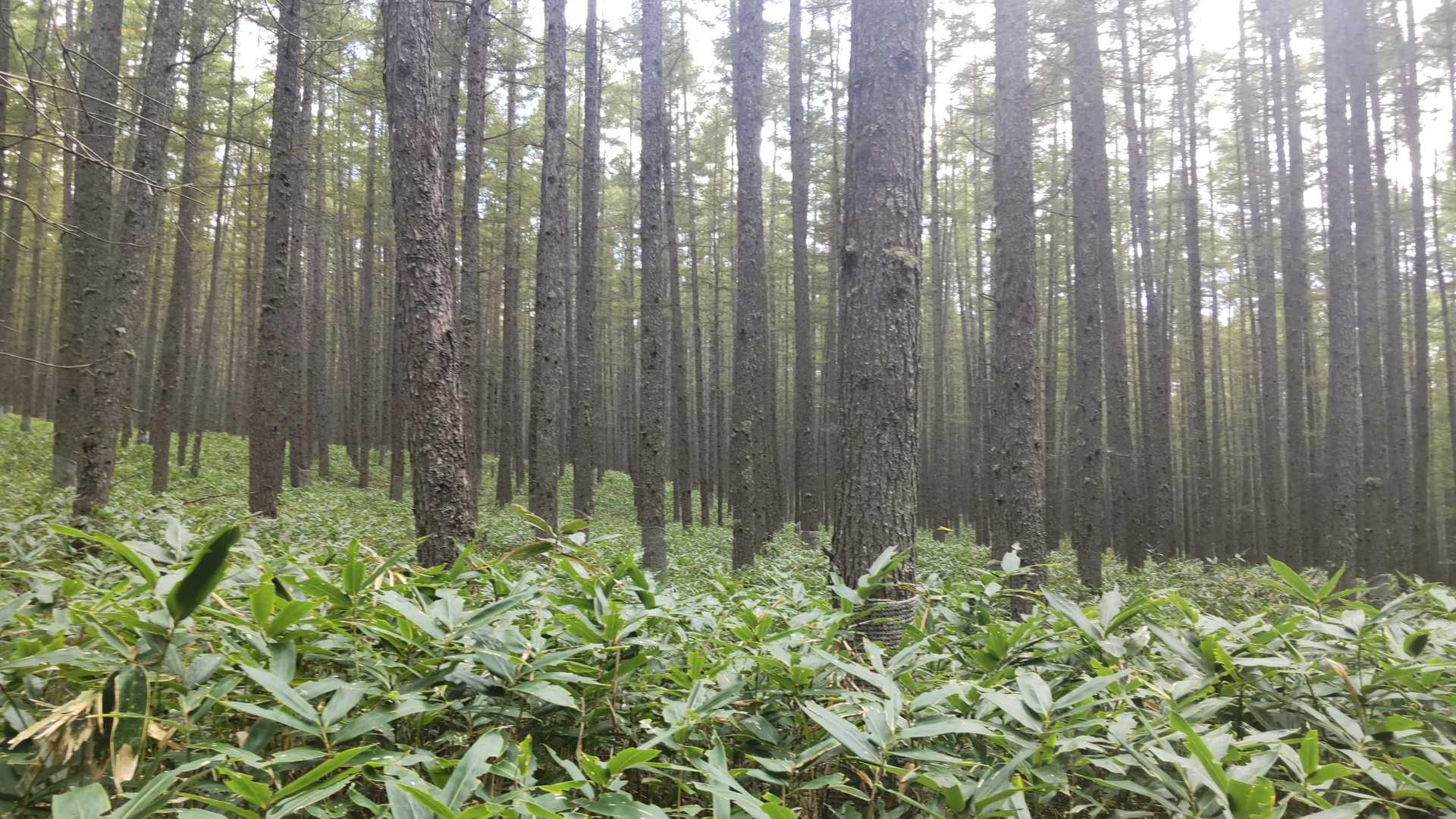 太郎山入口-太郎山登山口-山王帽子山-太郎山-梵字飯場跡 縦走コースの写真