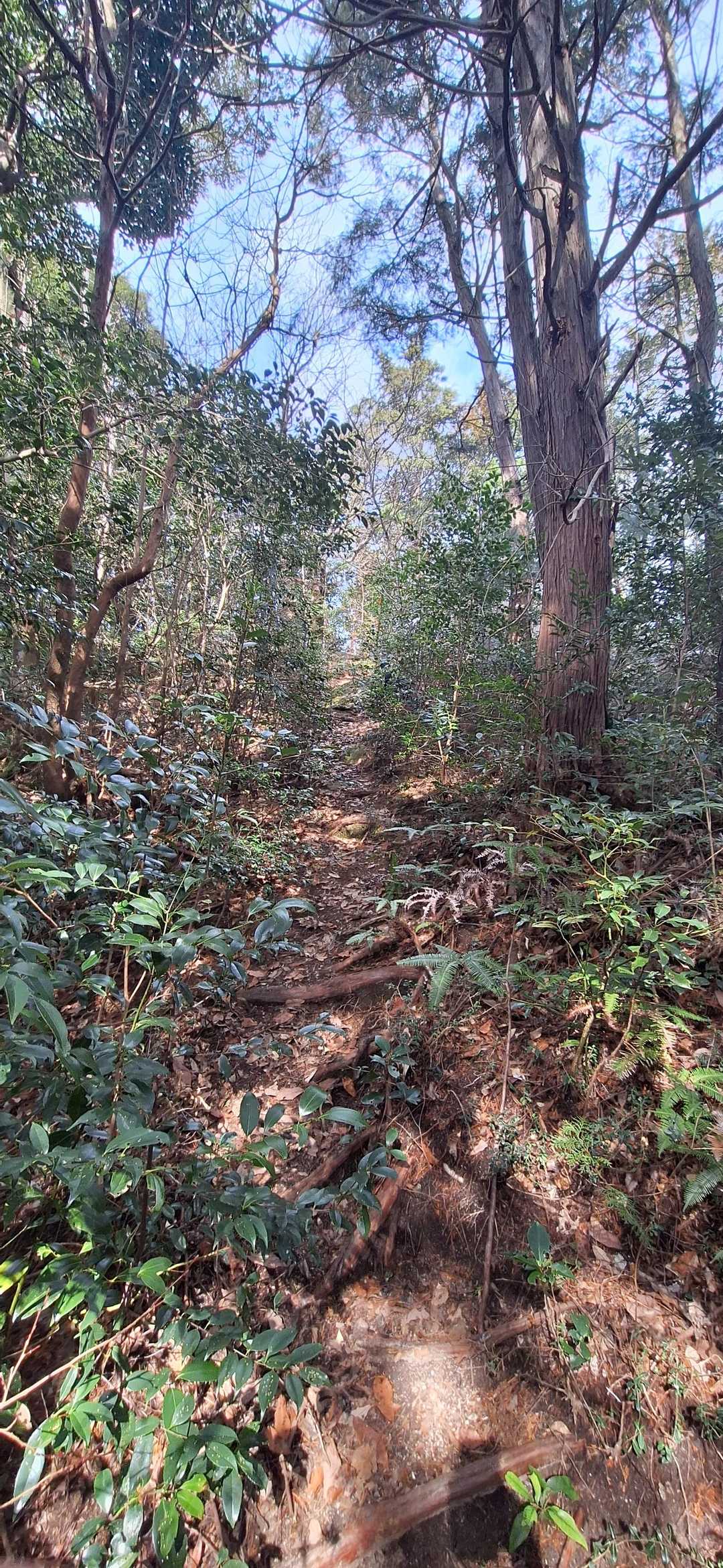 更に腰巻山に向けて🗻