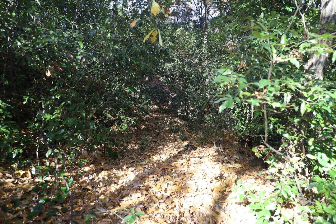 出てくる道。これよりちょっと左側のお地蔵さんが並ぶあたりから出てきたけど。。