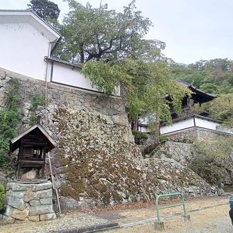 城郭を思わせる石垣はしっかり積まれている
寺は戦国の真田氏から…
石垣は江戸時代…
庭園を手入れしてるおじいちゃんからいろいろ話を…