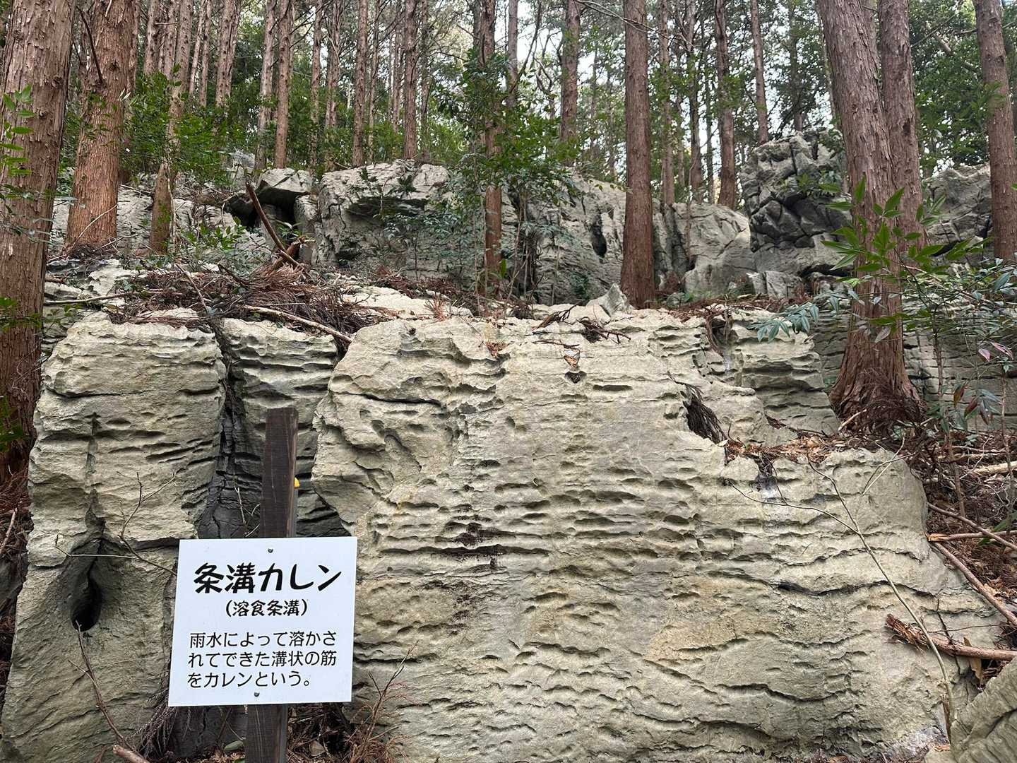 竜ヶ石山 往復コースの写真
