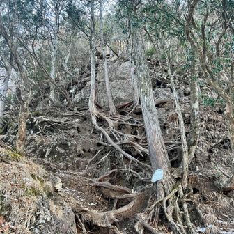 しかし､良く行ったわ。
こういったコースが好きな方はワクワクで楽しいんでしょうね。
途中､ワンチャンが先行するパーティーとすれ違いました。
お二人はスタスタと進んで行きます💨
凄い‼️
第2の師匠発見！