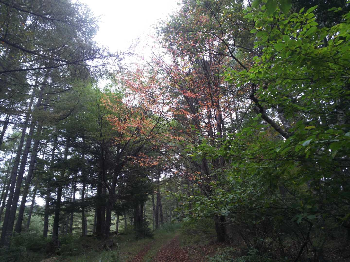 紅葉の始まり