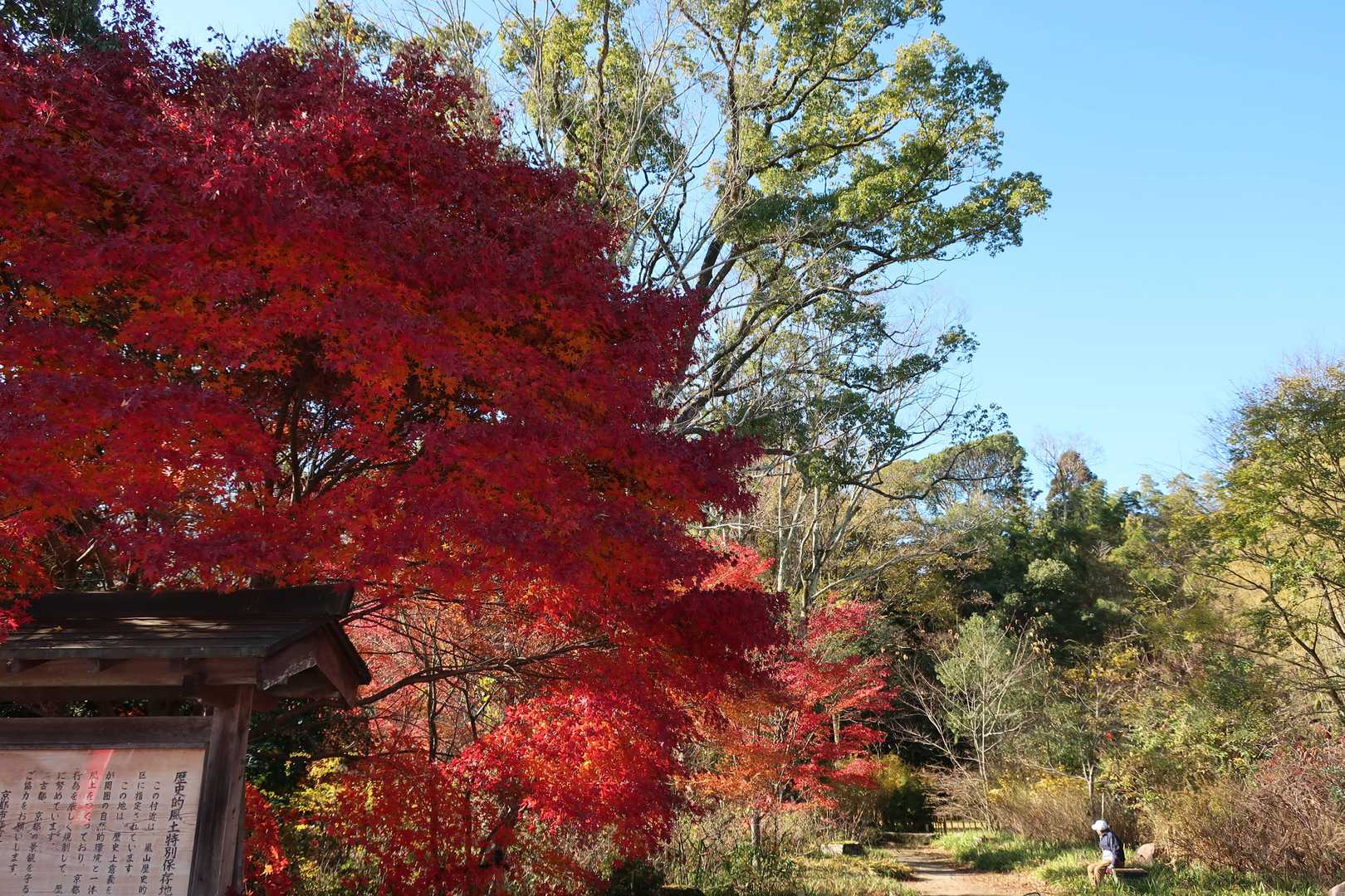 鈴虫寺付近の紅葉