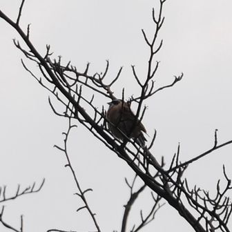 何の鳥かわからない